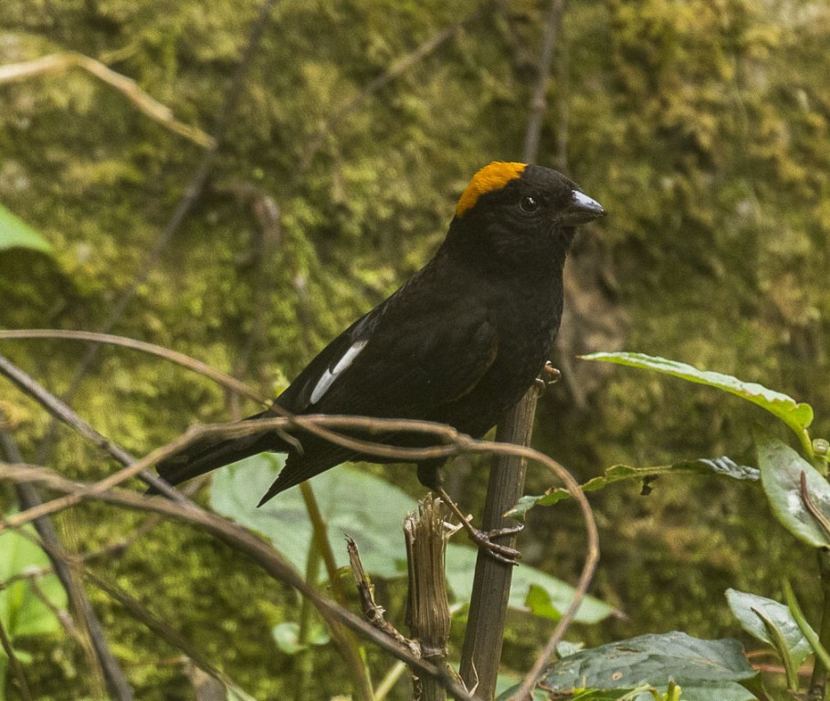 alimentacao do golden-naped finch