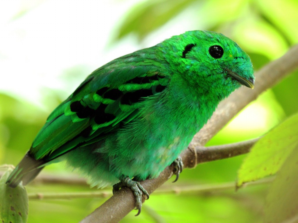 alimentacao do green broadbill