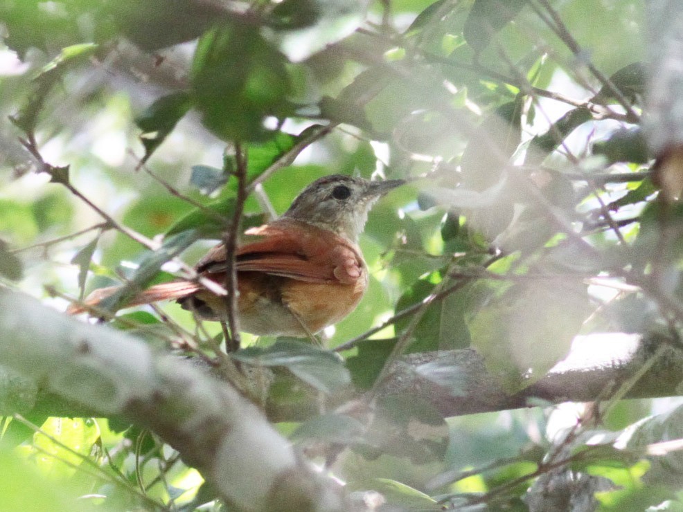 alimentacao do joao-do-pantanal