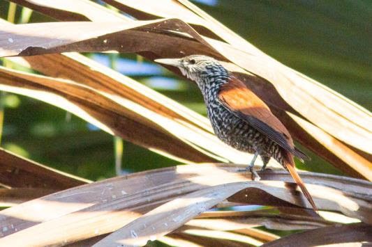 alimentacao do limpa-folha-do-buriti