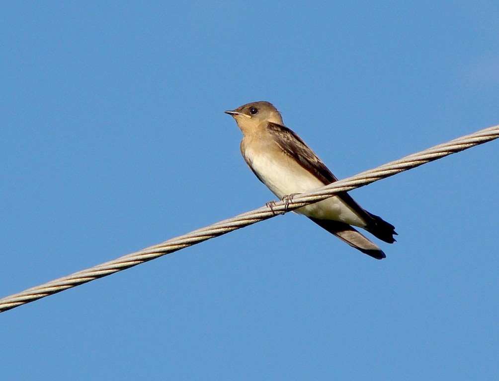 andorinha-serradora