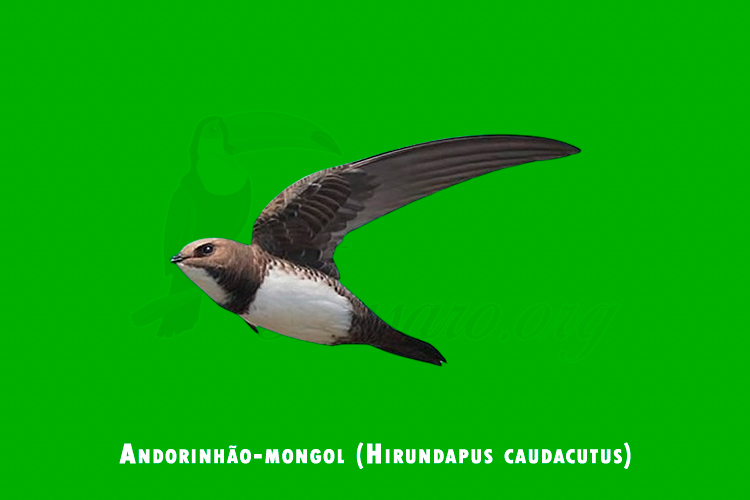 andorinhao-mongol (hirundapus caudacutus)
