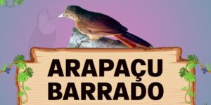 arapaçu barrado