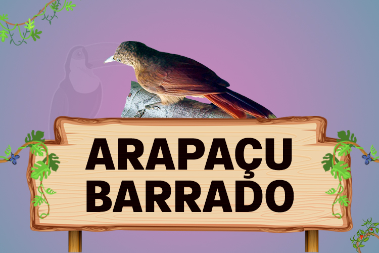 arapaçu barrado