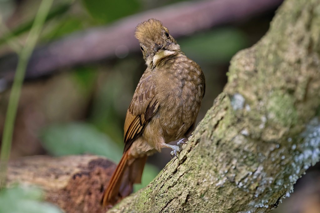 arapacu da taoca 