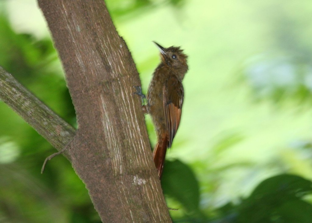 arapacu da taoca 