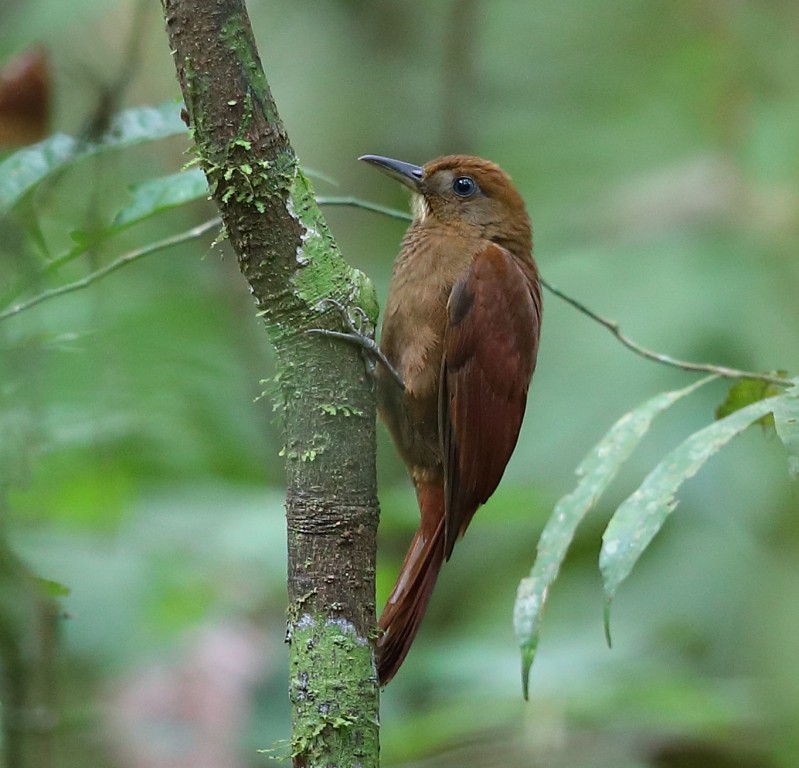 arapacu da taoca