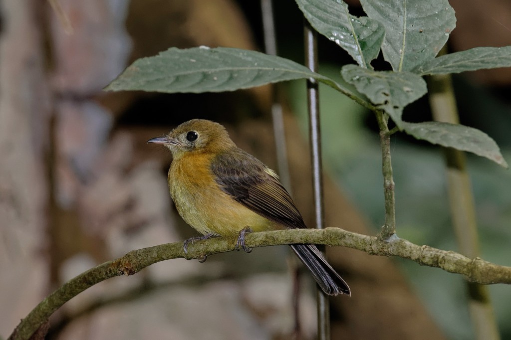 assanhadinho-de-cauda-preta 