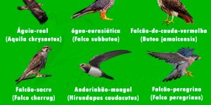 aves mais rapidas do mundo