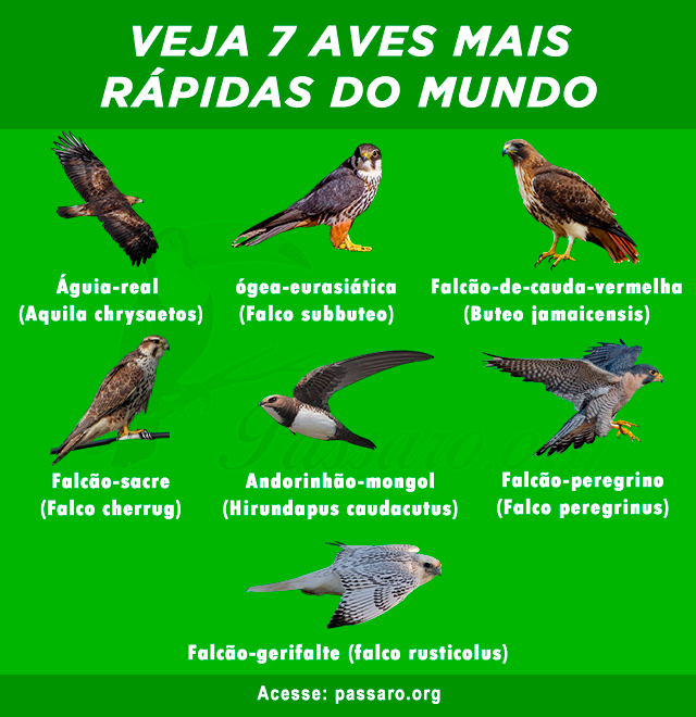 aves mais rapidas do mundo