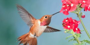 beija-flor rufous