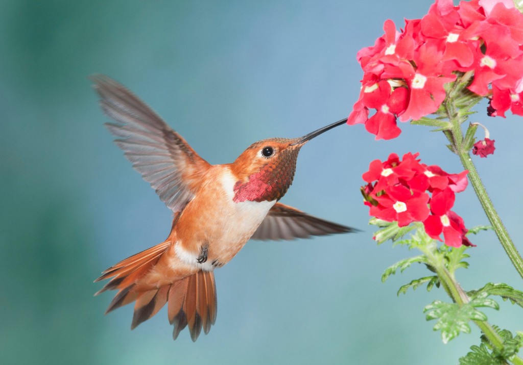 beija-flor rufous