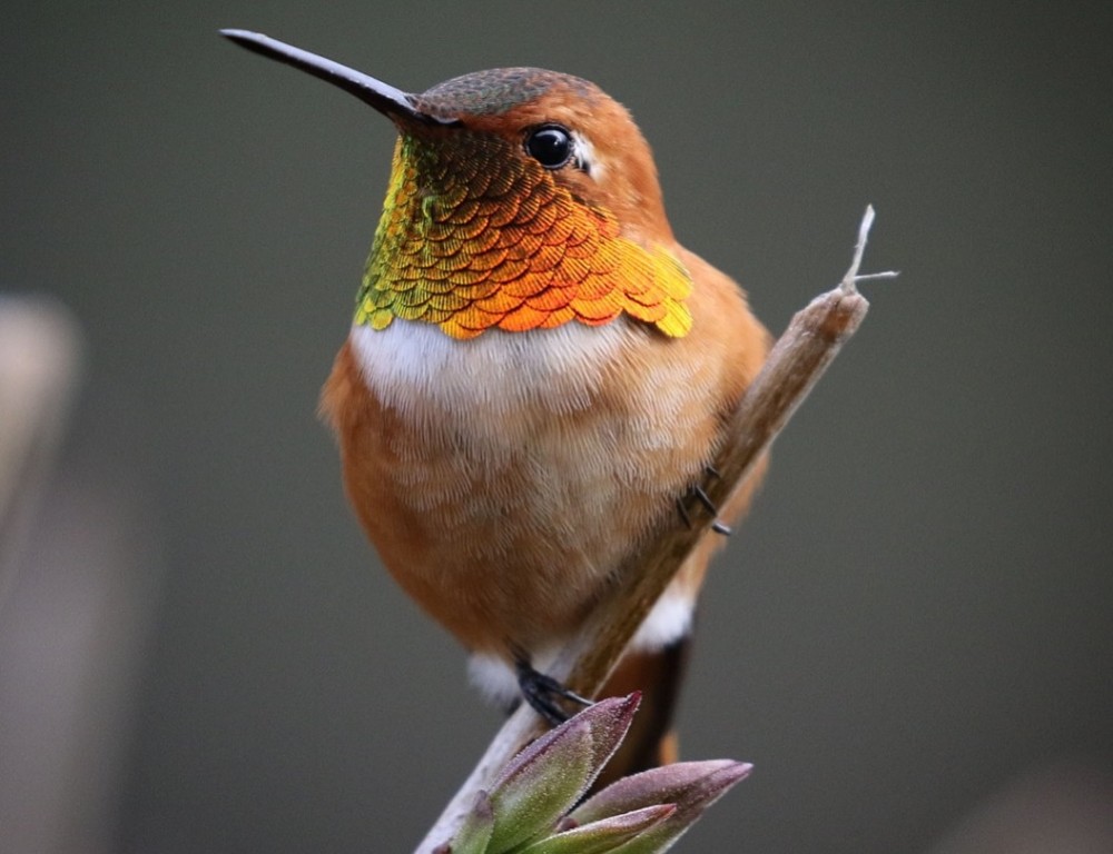 beija-flor rufous