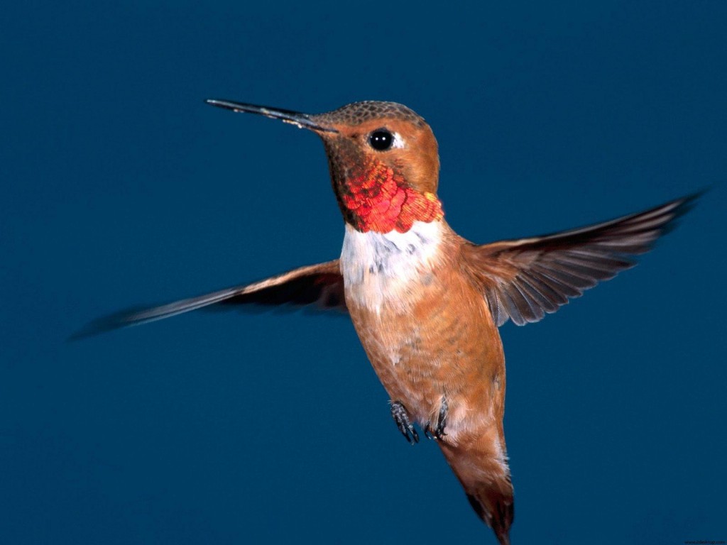 beija-flor rufous