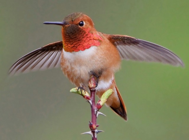 beija-flor rufous