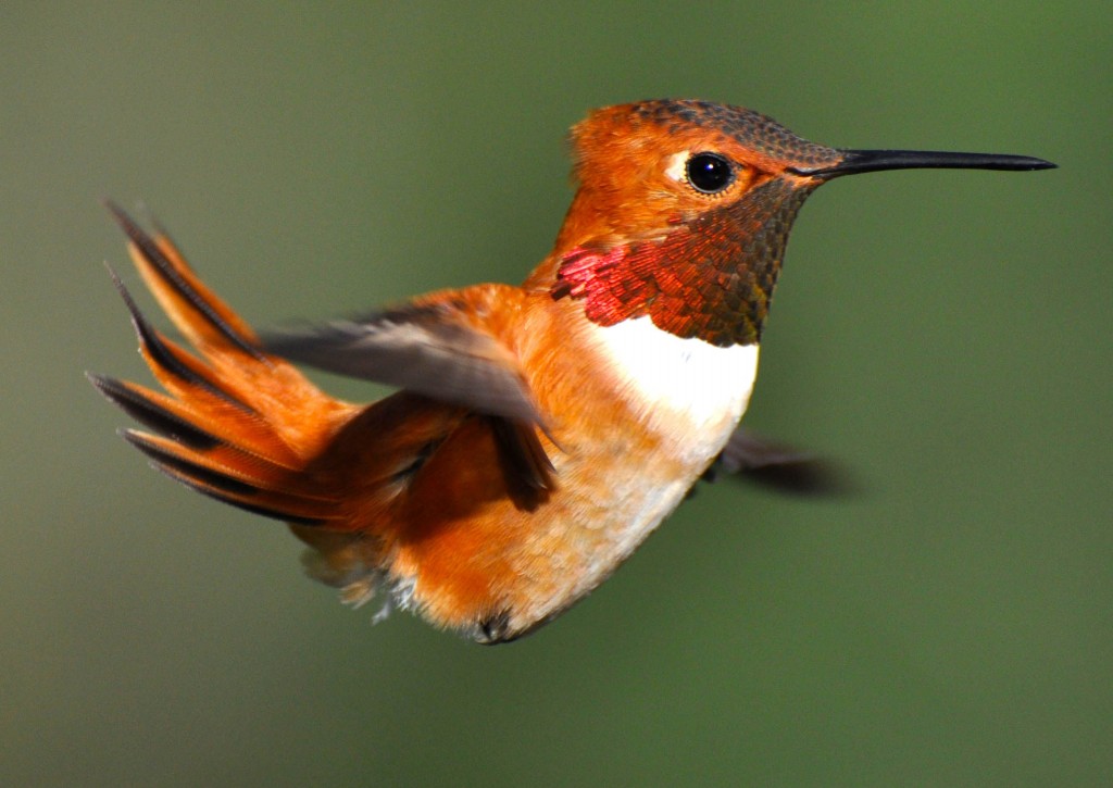 beija-flor rufous