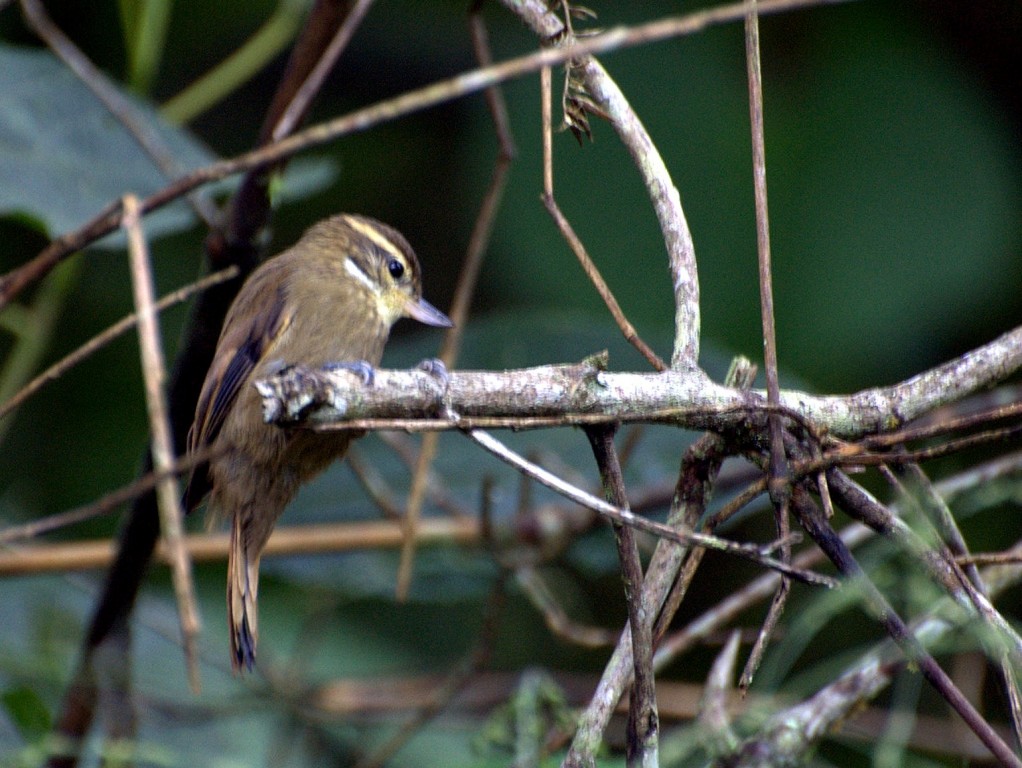 bico-virado-miudo