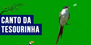 canto da Tesourinha