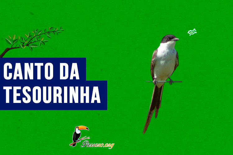 canto da Tesourinha