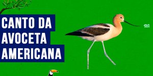 canto da avoceta americana