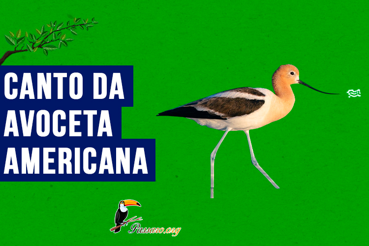 canto da avoceta americana