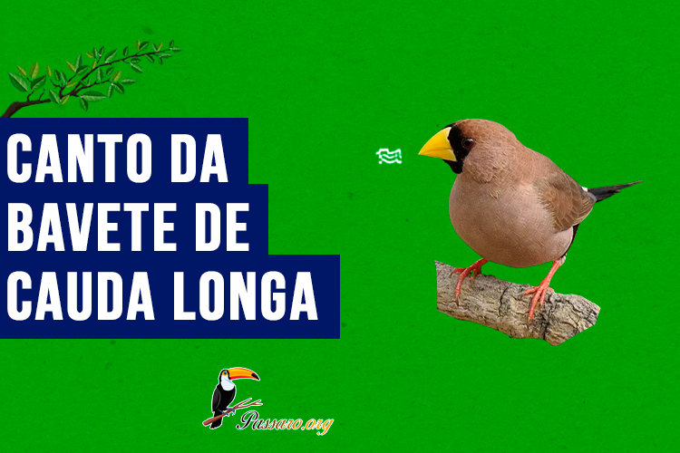 canto da bavete de cauda longa