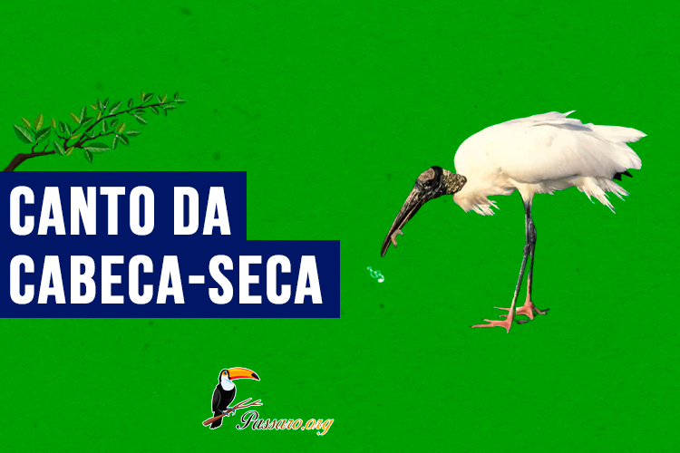 canto da cabeca-seca