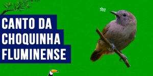 canto da choquinha-fluminense