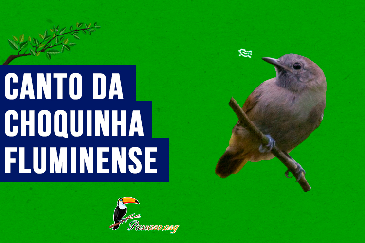 canto da choquinha-fluminense