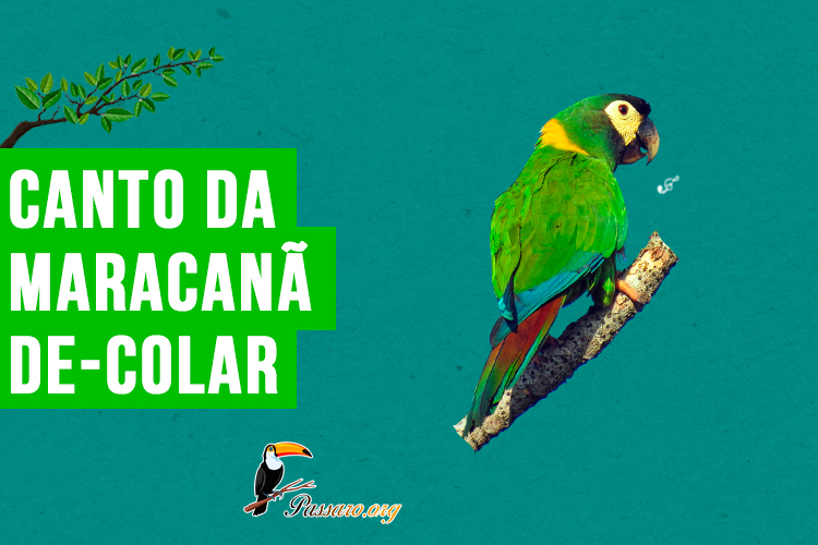 canto da maracana-de-colar