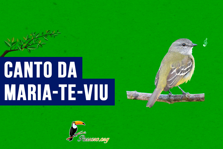 canto da maria-te-viu