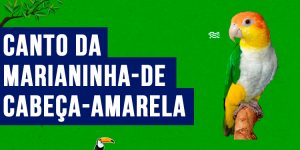 canto da marianinha-de-cabeca-amarela