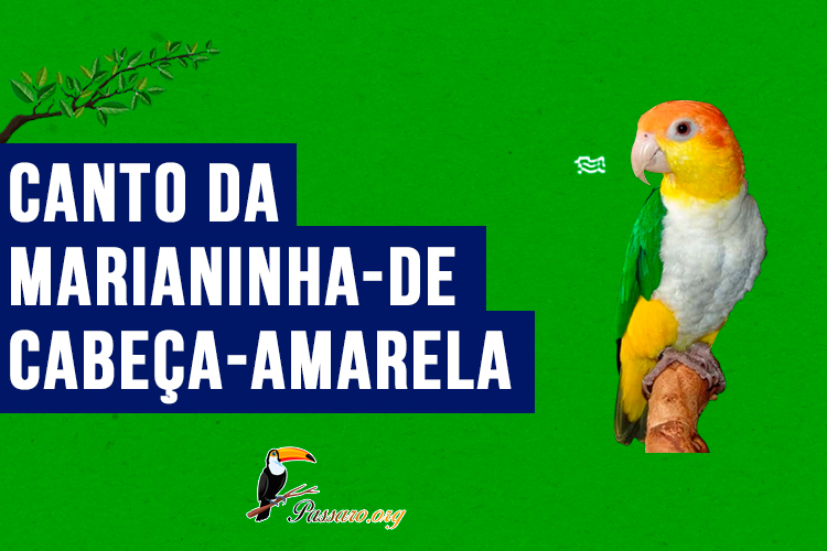 canto da marianinha-de-cabeca-amarela