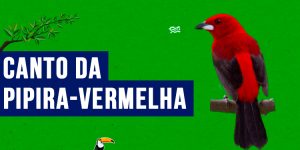 canto da pipira-vermelha