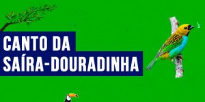 canto da saíra-douradinha