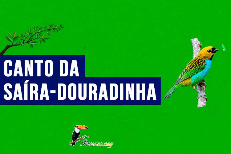 canto da saíra-douradinha