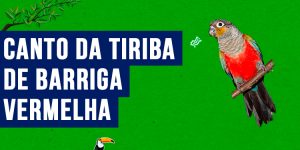 canto da tiriba-de-barriga-vermelha