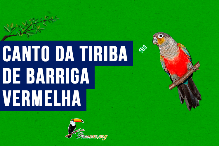 canto da tiriba-de-barriga-vermelha