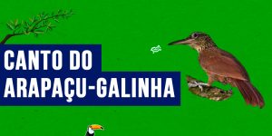 canto do Arapaçu-galinha