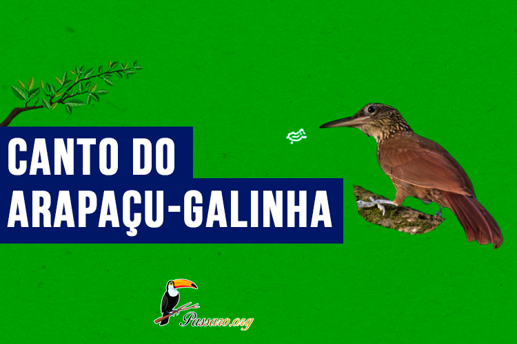 canto do Arapaçu-galinha