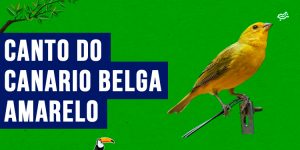 canto do Canario belga amarelo