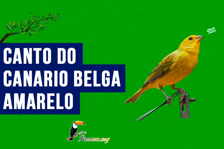 canto do Canario belga amarelo