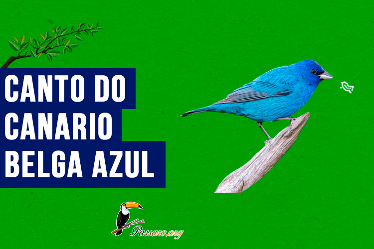 canto do Canario belga azul