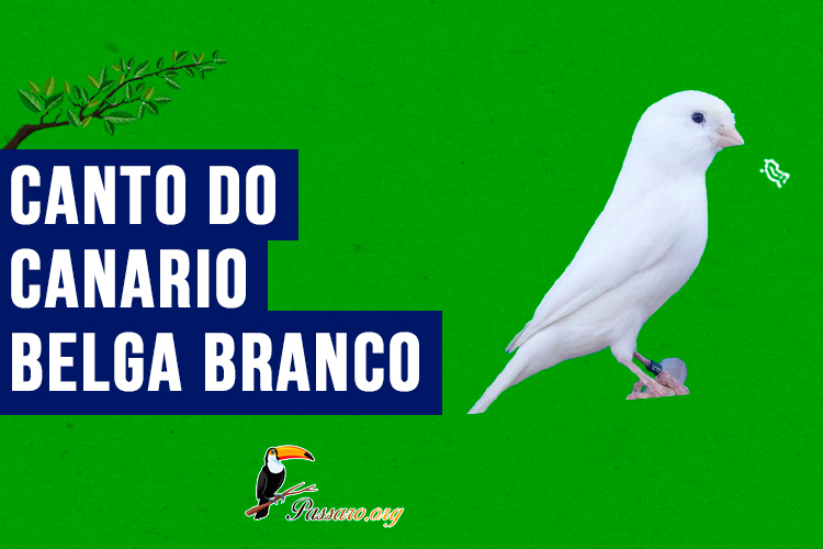 canto do Canario belga branco