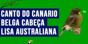 canto do Canario belga cabeca lisa australiana