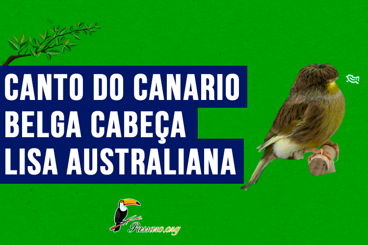 canto do Canario belga cabeca lisa australiana