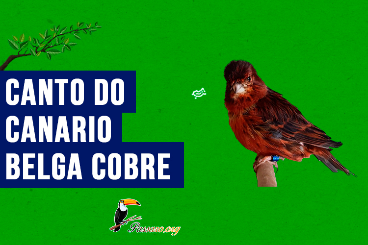 canto do Canario belga cobre