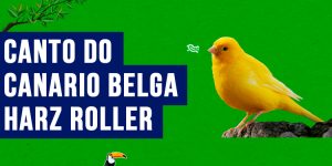 canto do Canario belga harz roller