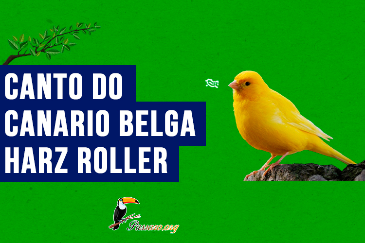 canto do Canario belga harz roller