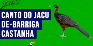 canto do Jacu-de-barriga-castanha